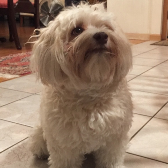 MEET YOUR POSHER - Picture 1 of 5